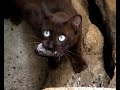 Cat Catching A Bat