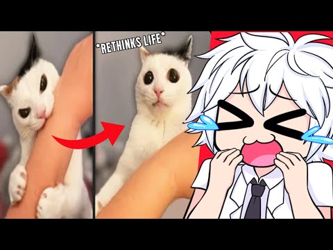 FUNNIEST Videos That Make Me FEEL BETTER After a BAD DAY...