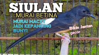 Download lagu SUARA MURAI BATU BETINA memanggil jantan agar Emosi jadi NYAUT BUNYI BONGKAR MATERI ISIAN  mp3