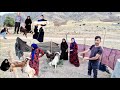 The Nomadic Life Of A Homeless Woman In The Mountains Milking And Public Assistance