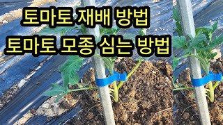 토마토 재배 방법 #토마토모종 심는 시기