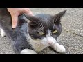 The Pink Nosed Tuxedo Cat Frisking Around Me Is So Cute Part 2