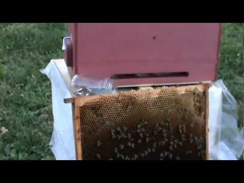 4/4 Continuam cu selectia si imperechierea matcilor nefecundate aduse de la Manastirea Tisa