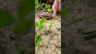 Red-footed tortoise Reptiles Videos