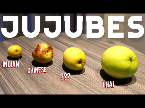 Jujuben! – Was sind sie und welche verschiedenen Sorten gibt es? (Chinesische, thailändische und ...