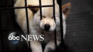 Chinese Dog Meat Festival | Undercover Cameras Reveal Brutality
