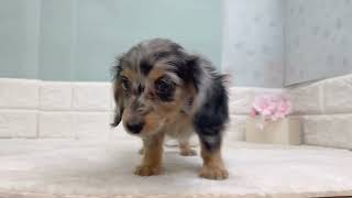 ミニチュアダックスの動画01