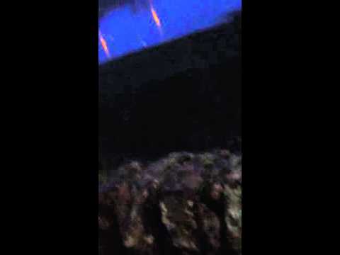 Never mess with swans