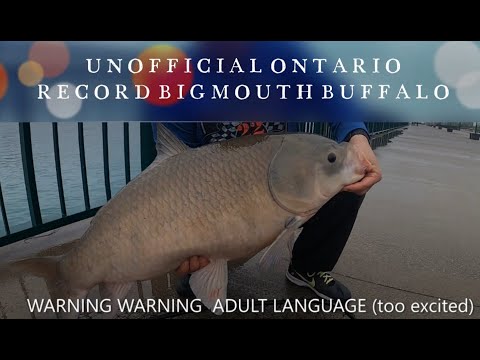 UNOFFICIAL ONTARIO RECORD BIGMOUTH BUFFALO