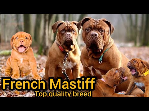full rinkal full red colour French Mastiff puppy 🐶 ( Delhi Gurgaon Noida ) #happykennel top Pet 🐶