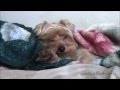 Cute Yorkie Yawning Going To Sleep