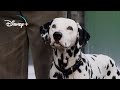 Los Cachorros Vuelven A Casa 101 Dálmatas Español Latino HD