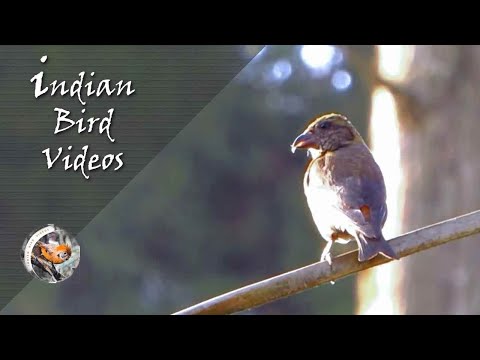 The Red Cross Bill (Loxia curvirostra) - Indian Bird Videos