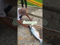 Scavenger Umpan Kucur Ikan Baung Lele Patin 4