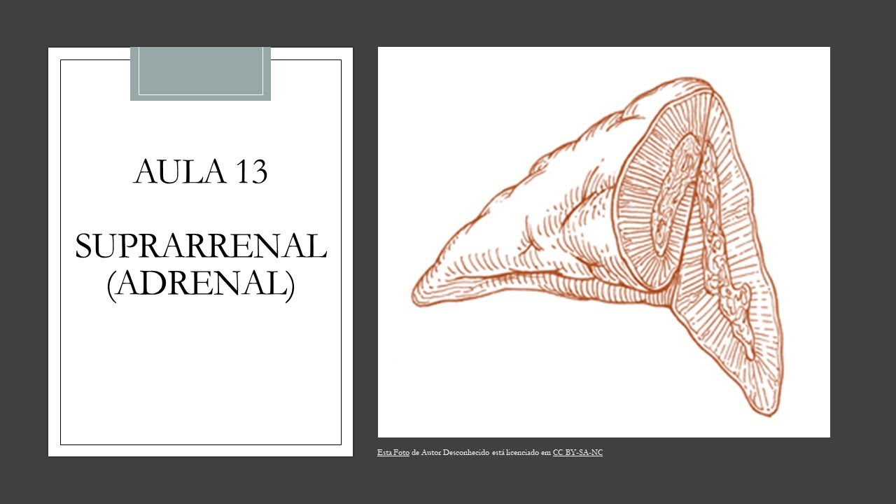 Videoaula 13 Suprarrenal ou Adrenal