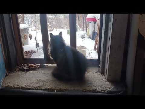 Mariposa and Snow and Cold