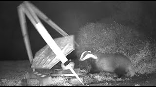 Badgers knock over heavy tripod (repeatedly!)