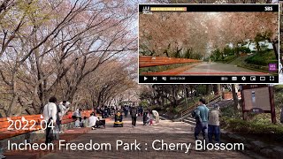 Incheon Freedom Park Row of Cherry Blossom Trees | 仁川(インチョン) 自由公園 桜並木道 | 인천 자유공원 벚꽃길