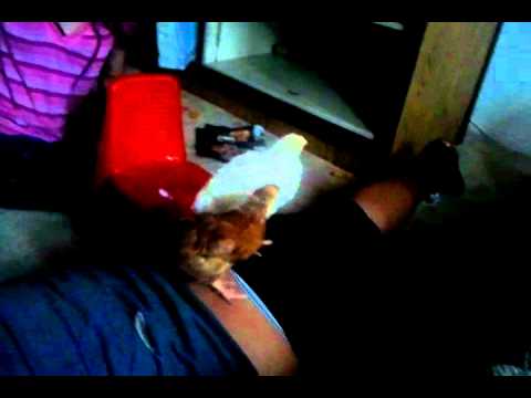 Chicken and Karamjit and cock