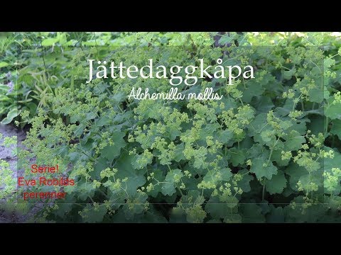 Perenner avsnitt5 Jättedaggkåpa