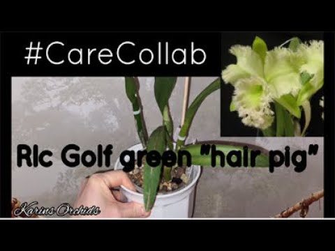 , title : '#CareCollab  Rlc Golf green hair pig - cattleya orchid'