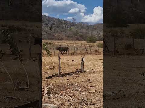 Fazenda Barbosa, município de Jaborandi BA Outubro de 2025
