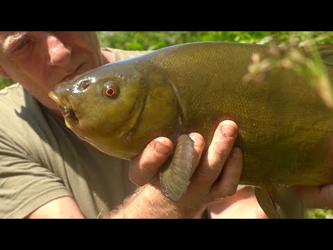 Summer Float Fishing for Tench- Chigborough Fisheries