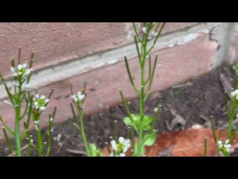 Trail of Ants Marching on the Side of the Home in Far Hills, NJ