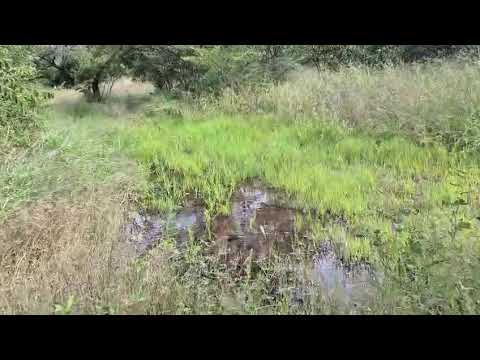 Reviving for Rewilding