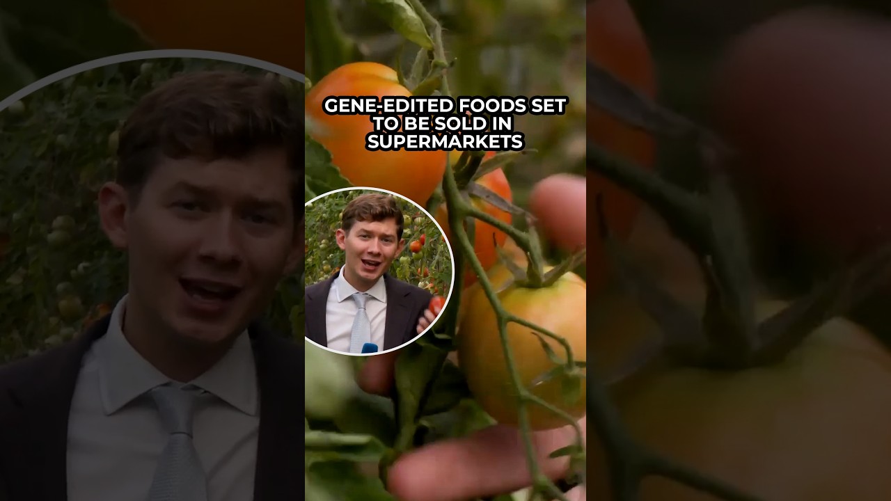 Video: UK gene-edited potatoes and vitamin D tomatoes near supermarket shelves after Defra approvals