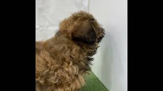 ハーフ犬の動画01