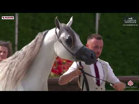 N 55 TM BELLA   GCAT Valkenswaard 2024   Junior Fillies Section A Class 2A