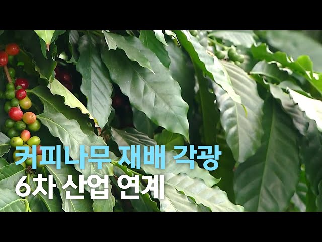 커피나무 재배로 노후 걱정 끝