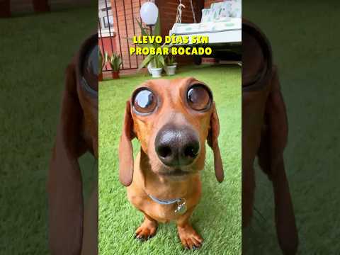 I'M REVEALING MY SECRET‼️😂 #dachshund #sausagedog #dogs #doglover #dog #pets #humor