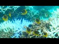 ４ｋ チョウハン Raccoon Butterflyfish 4k 水中 UNDERWATER 宮古島　海　サンゴ　魚�