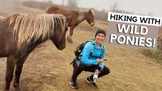 Mount Rodgers at the Grayson Highlands State Park | HIKING THE HIGHEST PEAK in VIRGINIA