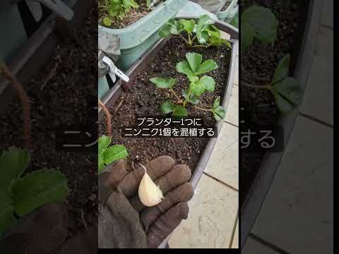 いつ、どのようにイチゴを鉢に植えるのですか？有機果物の栽培を成功させるために必要なすべてをお伝えします。  庭園