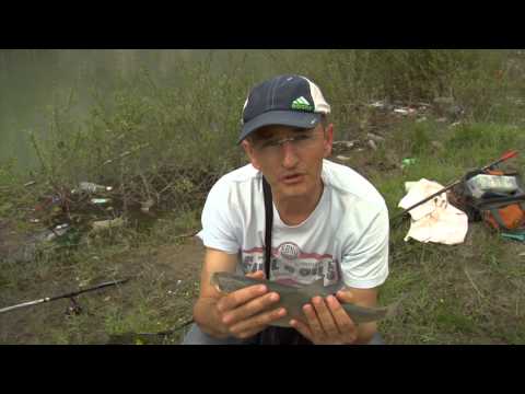 Fisi I Faunes - Episodi 9