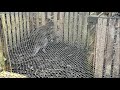 Vermiste wallaby Hop weer terug bij baasje