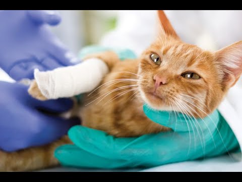 猫の傷:その原因とその治療方法