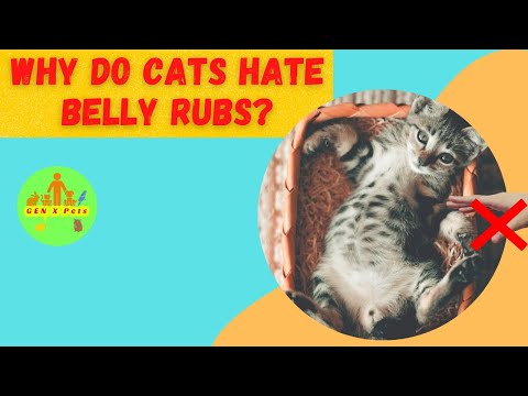 Why do Cats hate belly rubs? | Why do cats show you their belly?