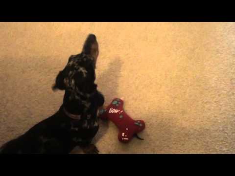 Roxy singing to her bone