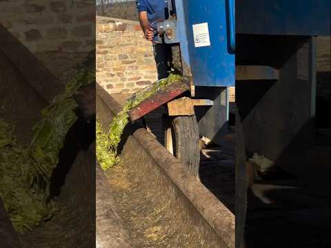 Muito bem organizada a distribuição de Ração na Fazenda Carnaúba em Taperoá PB #fazendacarnaúba