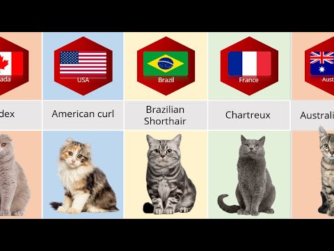Cat breeds from different countries