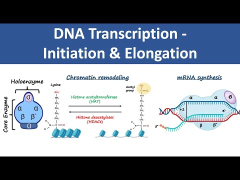 DNA Transcription Initiation & Elongation | In Prokaryotes & Eukaryotes | Biochemistry