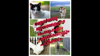 Domestic animals names and sounds for kids in Mala