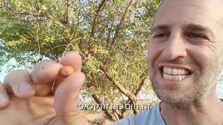 ליקוט וקטיף עצמי של פירות ישירות מהעץ (שיזף מצוי עץ הדומים)