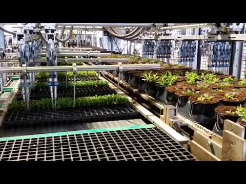 High Capacity Transplanting Line