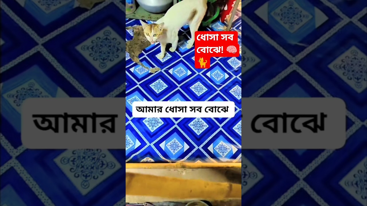 ক্ষুধার্ত ধোসার চিৎকার! কেউ কি শুনবে? 😿🍽️ #CuteCat #shorts #CatLovers