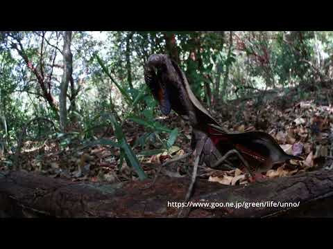 マルムネカレハカマキリ